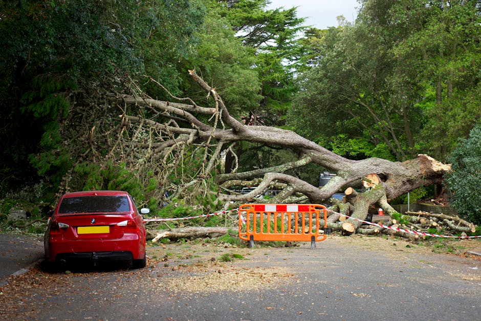 A large fallen tree blocking a residential street, with its thick branches and trunk sprawled across the pavement and partially into a driveway. Debris from the tree, including smaller branches and wood chips, is scattered around the area. A red car is parked nearby, restrained by a temporary barrier and caution tape to prevent access. The scene is surrounded by green foliage and trees, with some parked vehicles visible in the background. The image depicts a home relocation scenario where tree removal is necessary before moving furniture or other household items, illustrating the importance of professional removals services like those offered by Man With a Van Mill Hill to manage complex loading and transport logistics safely and efficiently.