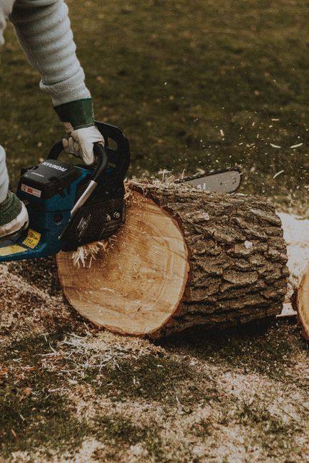 A person wearing grey and green work gloves is operating a blue electric chainsaw to cut a large tree trunk lying on the ground outdoors. The chainsaw is emitting sawdust as it cuts through the light-
